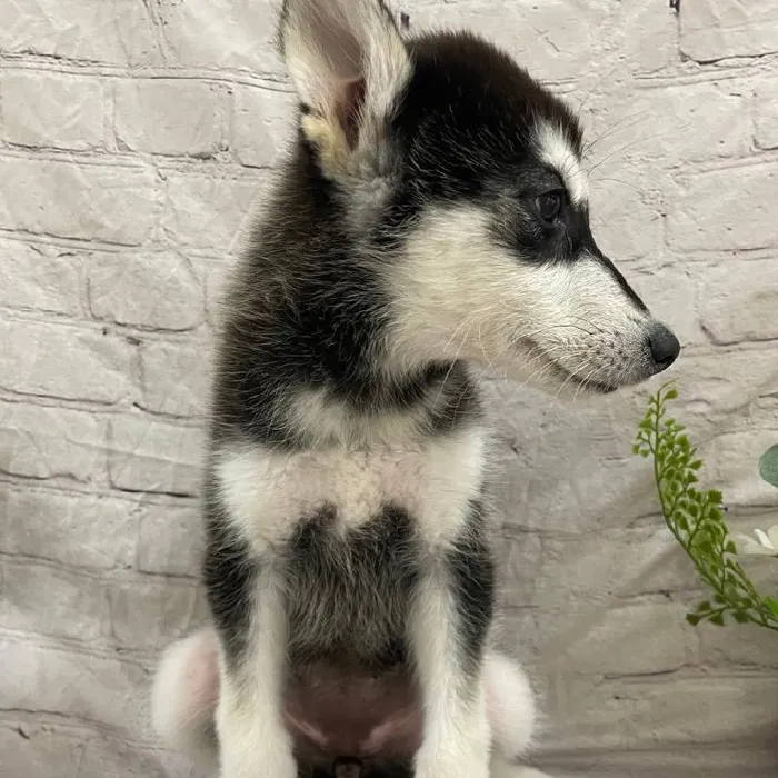 Female Alaskan Malamute Puppy for Sale in Monroeville, PA