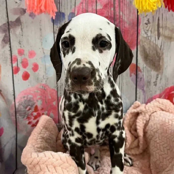 Male Dalmatian Puppy for Sale in Monroeville, PA