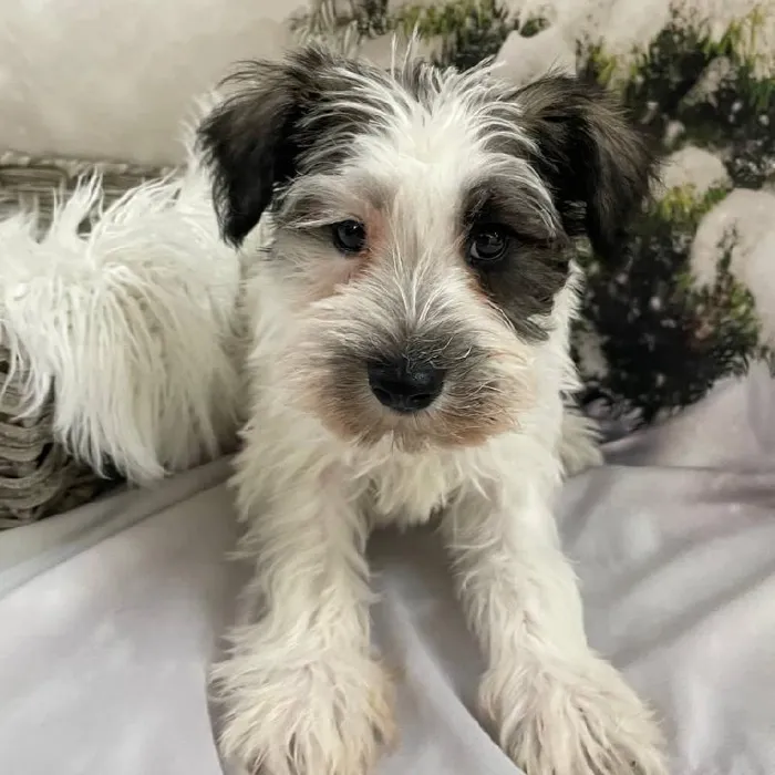 Male Mini Schnauzer Puppy for Sale in Monroeville, PA