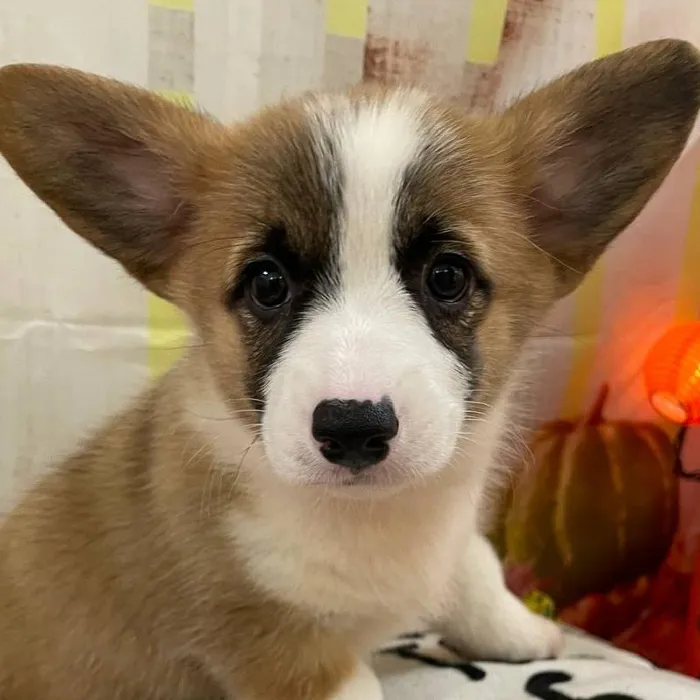Female Pembroke Welsh Corgi Puppy for Sale in Monroeville, PA