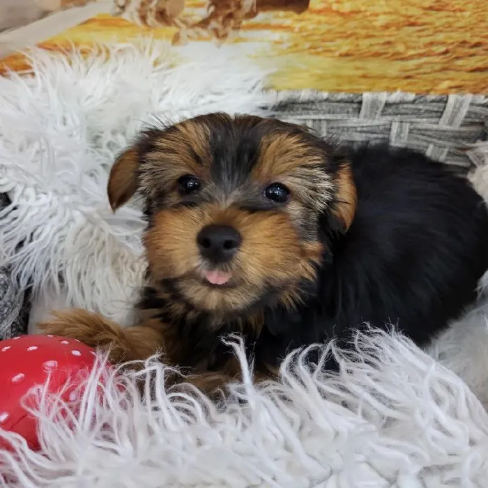 Male Yorkie Puppy for Sale in Monroeville, PA