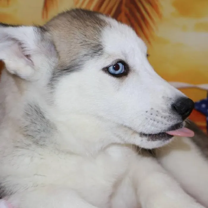 Male Siberian Husky puppy named Thor for sale at Petland Monroeville.