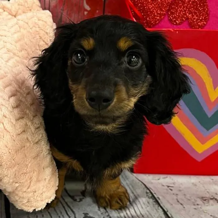 Female Dachshund Puppy for Sale in Monroeville, PA