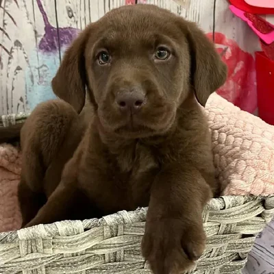 Female Labrador Retriever Puppy for Sale in Monroeville, PA