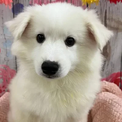 Male American Eskimo Puppy for Sale in Monroeville, PA
