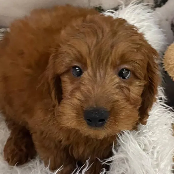 Male Mini Goldendoodle 2nd Gen. Puppy for Sale in Monroeville, PA