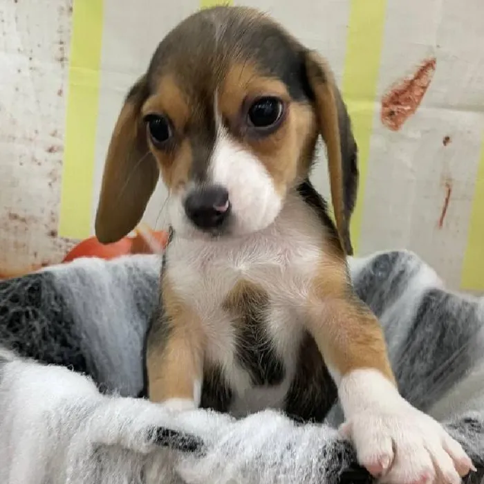 Female Beagle Puppy for Sale in Monroeville, PA