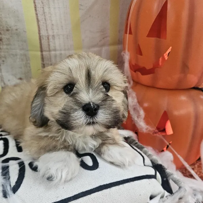 Male Lhasa Apso Puppy for Sale in Monroeville, PA
