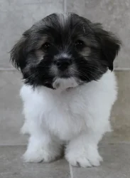 Male Havanese puppy named Stephen for sale at Petland Monroeville.