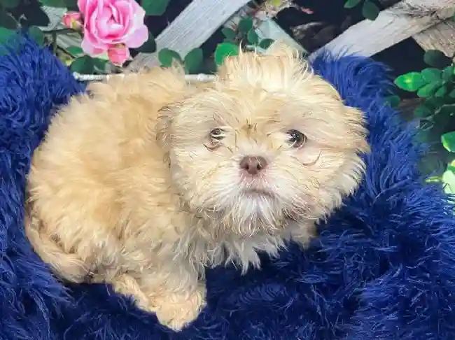 Female Shih Tzu Puppy for Sale in Pittsburgh, PA