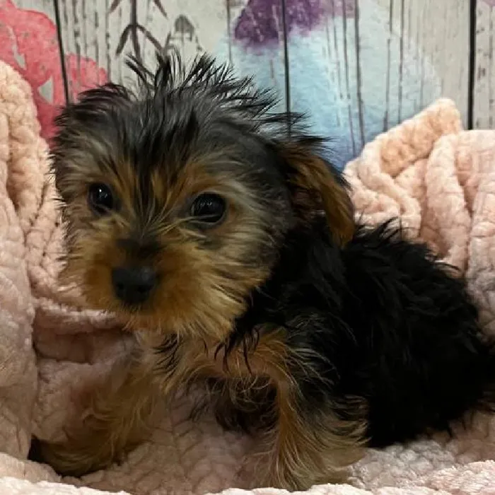 Female Yorkie Puppy for Sale in Monroeville, PA