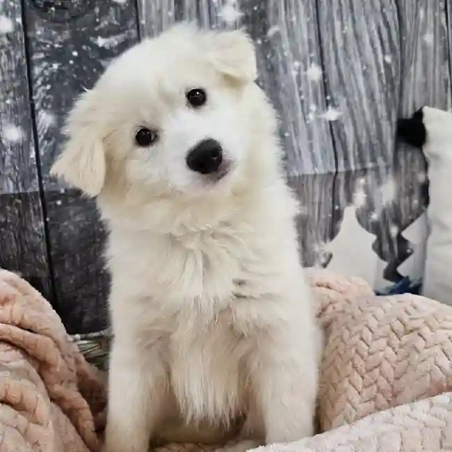Female American Eskimo Puppy for Sale in Monroeville, PA