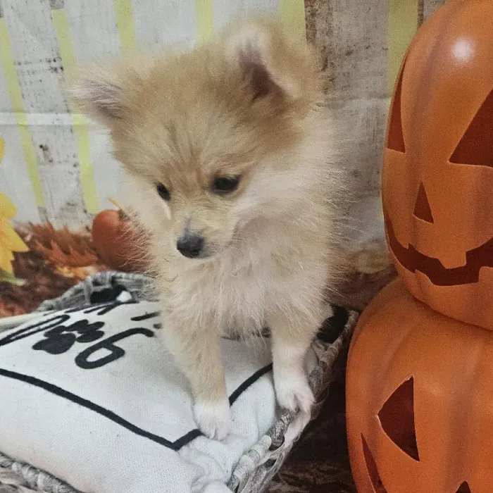 Female Pomeranian Puppy for Sale in Monroeville, PA