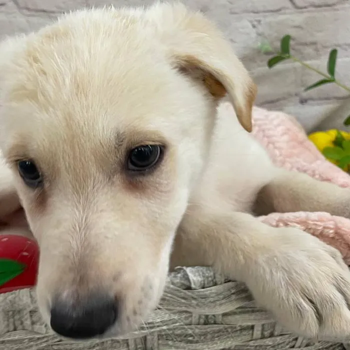 Female German Shepherd Puppy for Sale in Monroeville, PA