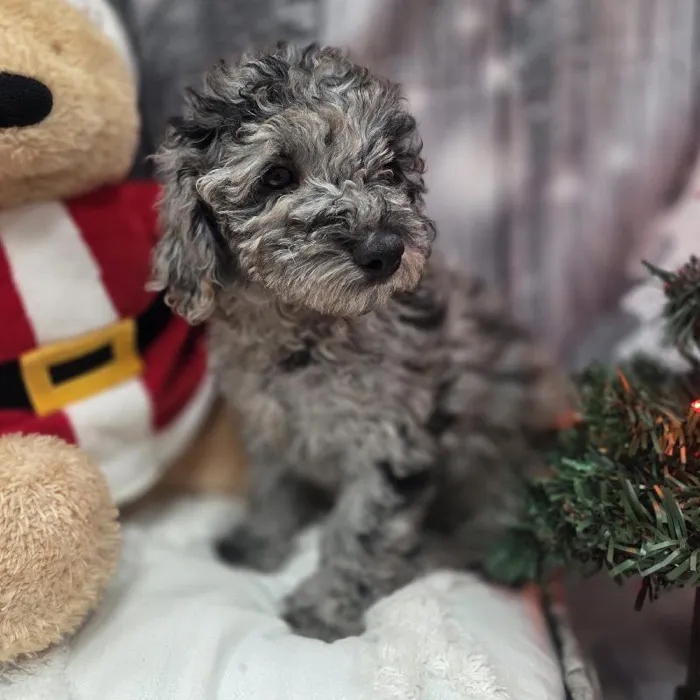 Male Mini Goldendoodle Puppy for Sale in Monroeville, PA