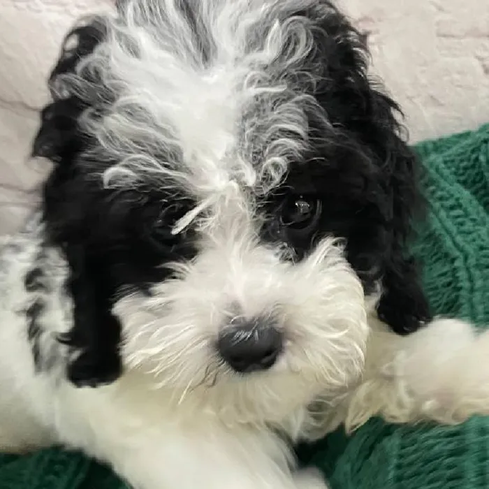 Male Mini Poodle Puppy for Sale in Monroeville, PA