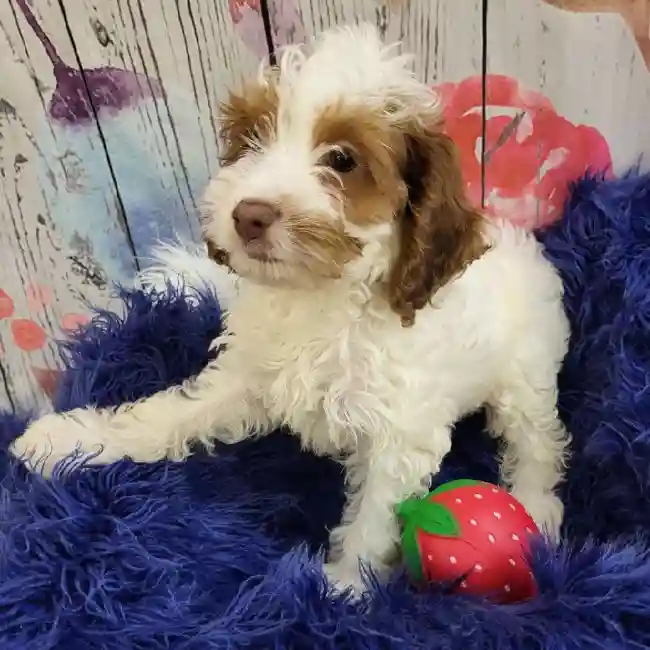 Female Cockapoo Puppy for Sale in Monroeville, PA
