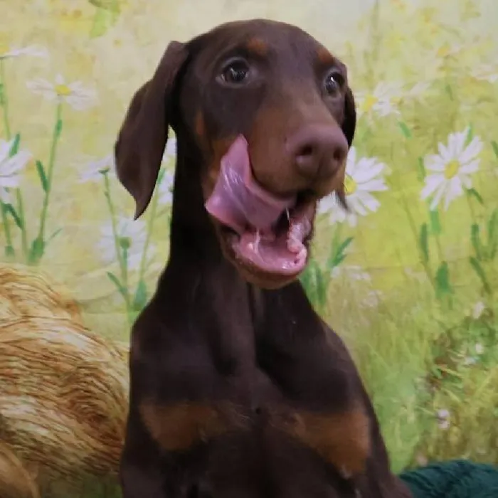 Female Doberman Pinscher Puppy for Sale in Monroeville, PA