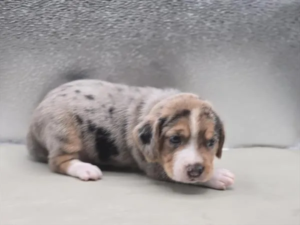 Male Beagle puppy named Tyler for sale at Petland Monroeville.