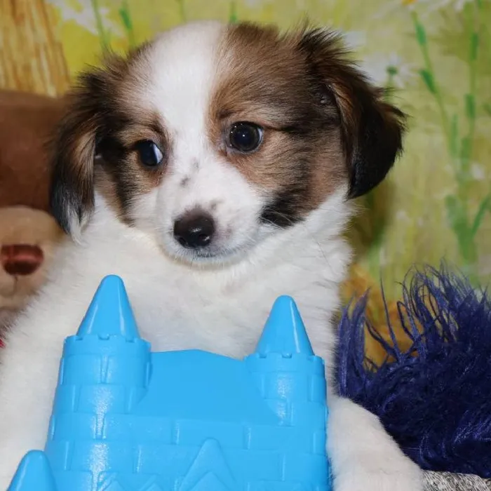 Male Papillon puppy named Jesse for sale at Petland Monroeville.