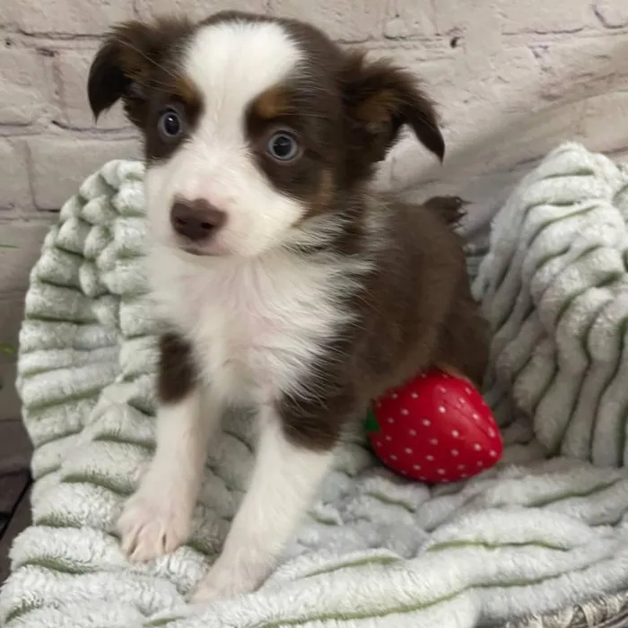 Male Toy Australian Shepherd Puppy for Sale in Monroeville, PA