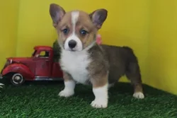 car_main_img_/media/ap_media/pets/QDLCBYKYOCYR33247.webp.250x250_q85.webp