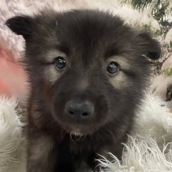 Female Keeshond Puppy for Sale in Monroeville, PA