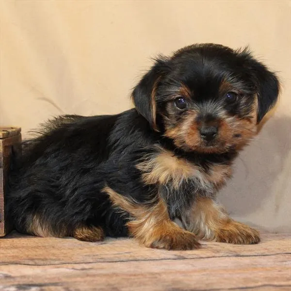 Female Yorkie puppy named Rose for sale at Petland Monroeville.