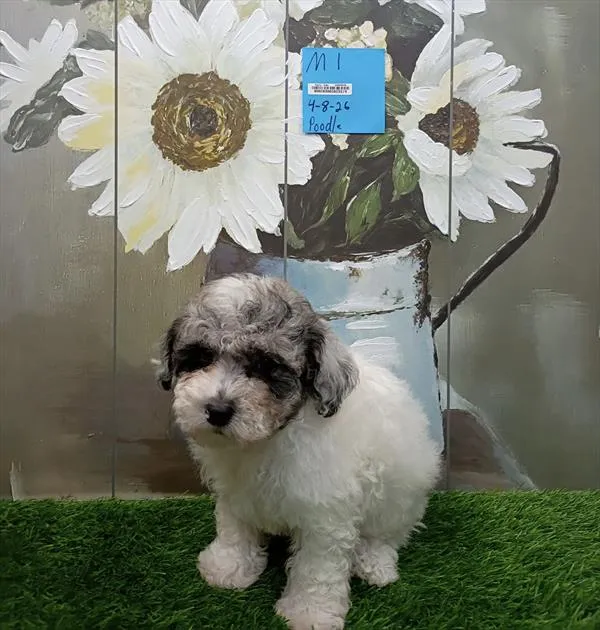 Male Mini Poodle puppy named William for sale at Petland Monroeville.