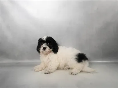 Female Teddy Bear puppy for sale at Petland Monroeville.