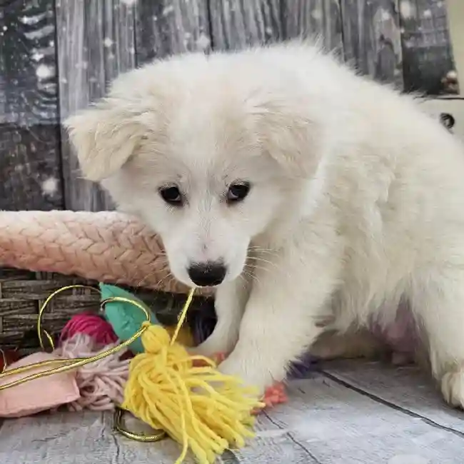 Female American Eskimo Puppy for Sale in Monroeville, PA