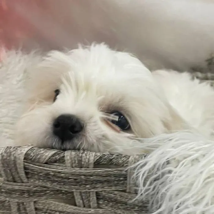 Male Shih Tzu Puppy for Sale in Monroeville, PA