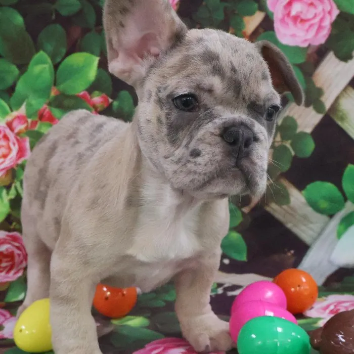 Female French Bulldog Puppy for Sale in Monroeville, PA