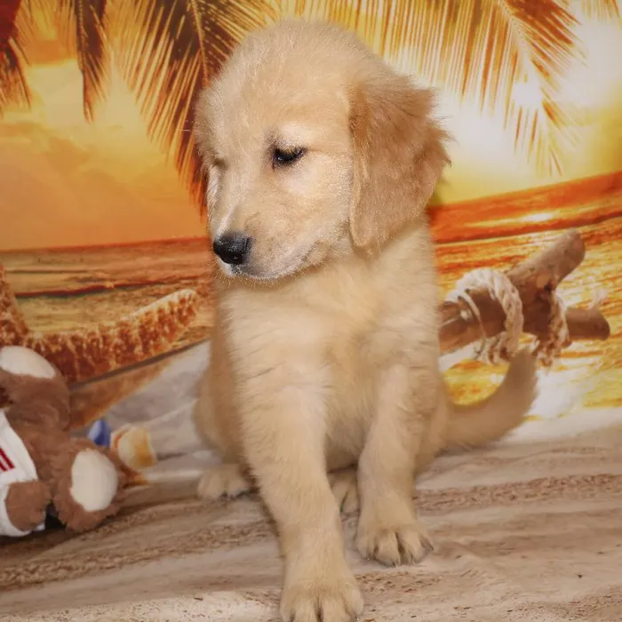 Male Golden Retriever Puppy for Sale in Monroeville, PA
