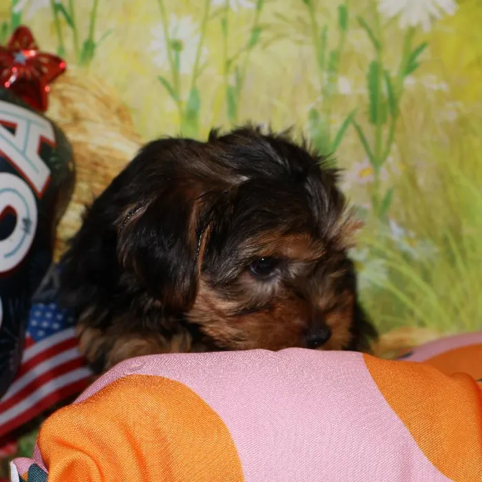 Female Yorkie puppy named Princess for sale at Petland Monroeville.