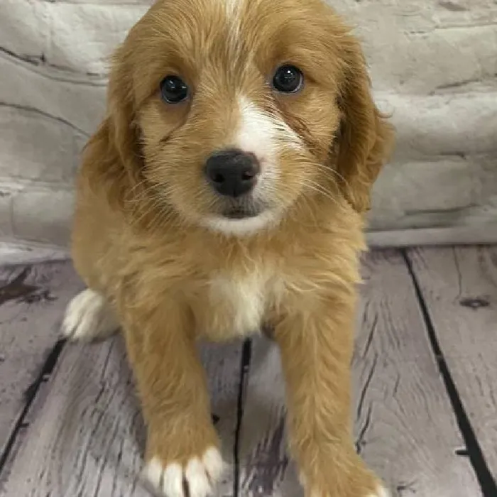 Female Mini Goldendoodle 2nd Gen. Puppy for Sale in Monroeville, PA