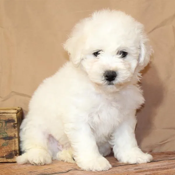Male Bichon puppy named Carl for sale at Petland Monroeville.