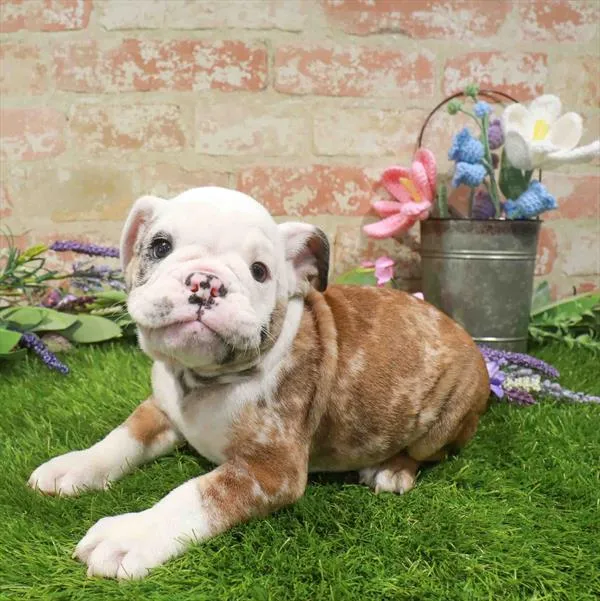 Male English Bulldog puppy named Daniel for sale at Petland Monroeville.