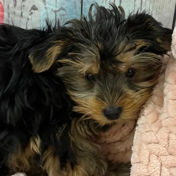 Male Yorkie Puppy for Sale in Monroeville, PA
