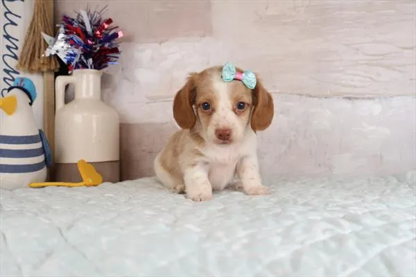 Female Dachshund puppy for sale at Petland Monroeville.