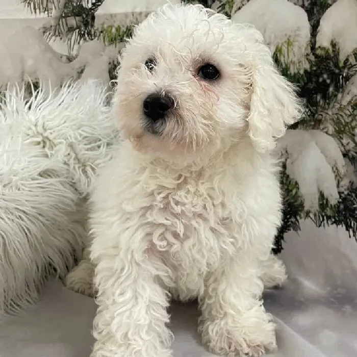 Female Bichon Puppy for Sale in Monroeville, PA