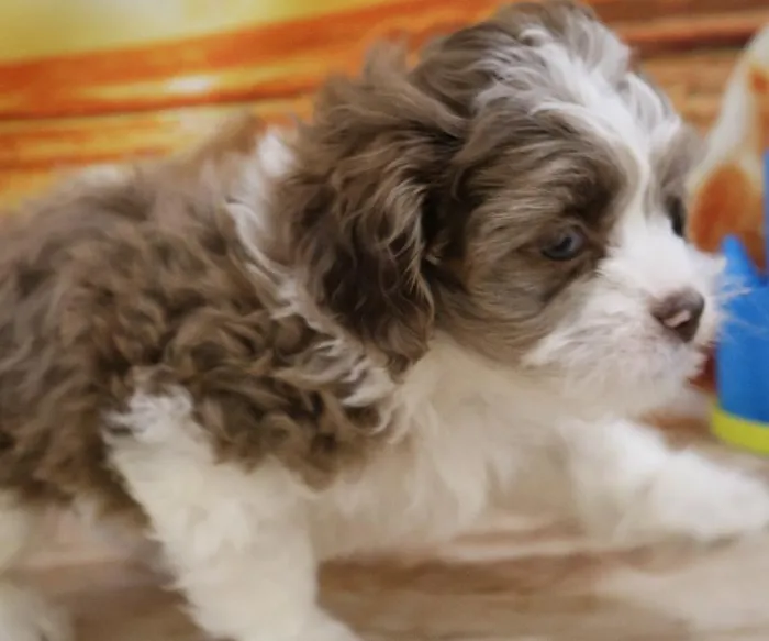 Male Shipoo Puppy for Sale in Monroeville, PA