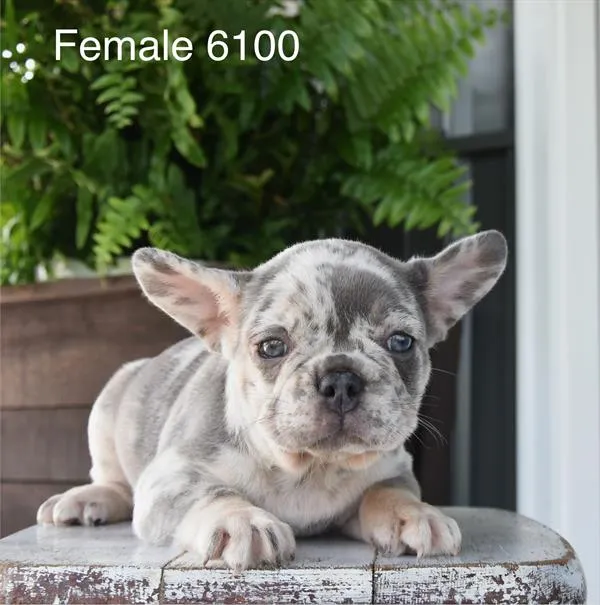 Female French Bulldog puppy named Cookie for sale at Petland Monroeville.