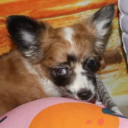 car_main_img_/media/ap_media/pets/QLKABBFOHHAC33182.webp.250x250_q85.webp
