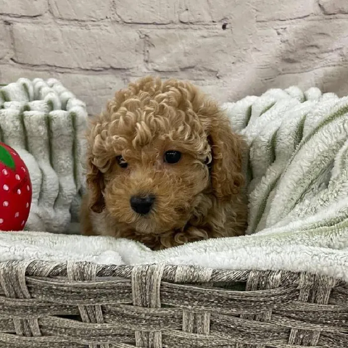 Male Maltipoo Puppy for Sale in Monroeville, PA