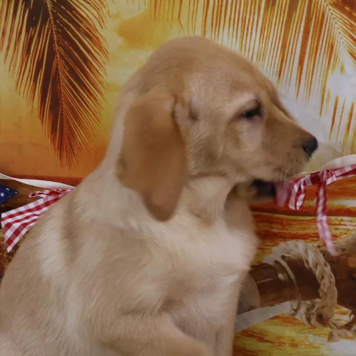 Male Labrador Retriever puppy named Daniel for sale at Petland Monroeville.