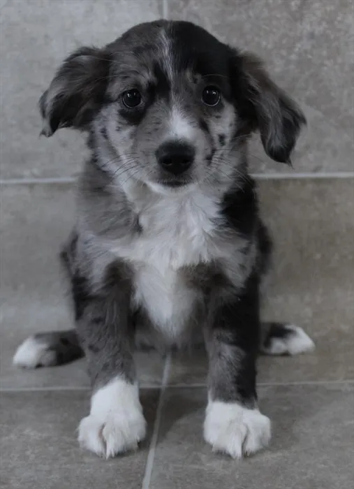 Female Miniature Australian Shepherd puppy named Cindy for sale at Petland Monroeville.
