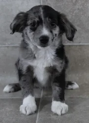 Female Miniature Australian Shepherd puppy named Cindy for sale at Petland Monroeville.