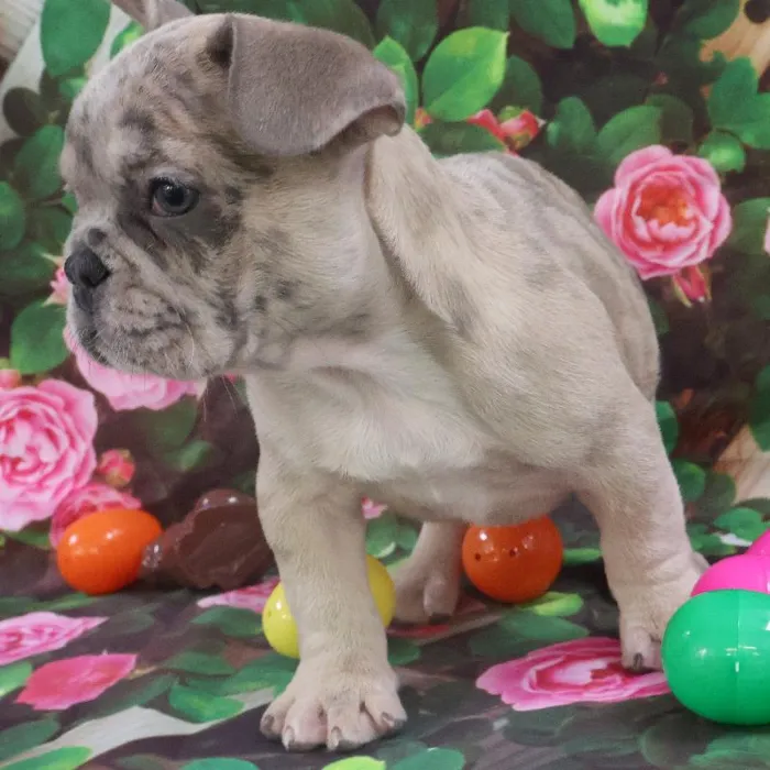 Female French Bulldog Puppy for Sale in Monroeville, PA