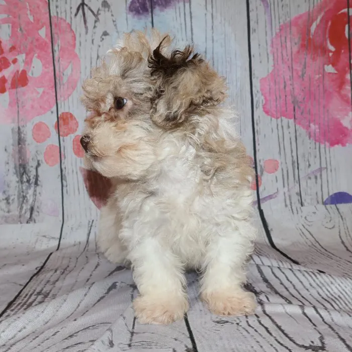 Female Shipoo Puppy for Sale in Monroeville, PA